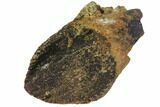 Excellent, Rooted Ceratopsid (Chasmosaurus) Tooth - Montana #113678-1